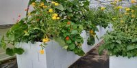 plastic-planters-spring-gardens
